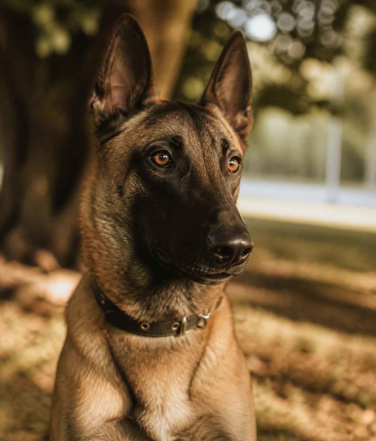 Portrait of a calm, attentive Belgian Malinois sitting in a shaded park.